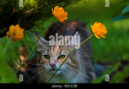 Eine süße Norwegische Waldkatze Kitten weiblich mit gelben Blumen im Garten Stockfoto