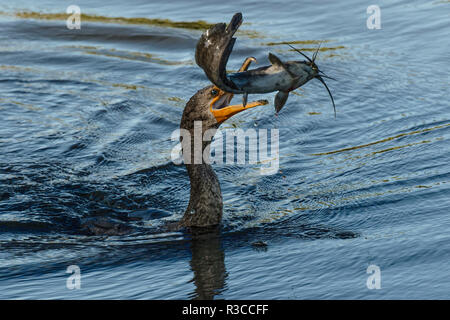 Double-Crested cormorant mit Wels im Schnabel, Phalacrocorax auritus, Venedig Rookery, Venice, Florida. Stockfoto