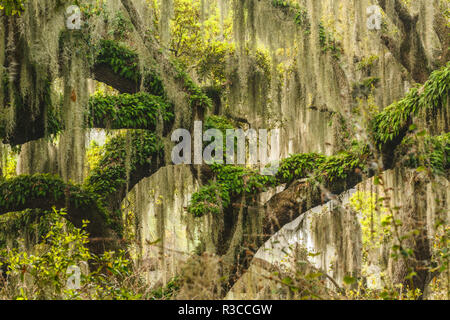 Fußweg unter Steineichen drapiert im spanischen Moos bei Sonnenaufgang, Kreis B Bar finden, Polk County, in der Nähe von Lakeland, Florida. Stockfoto