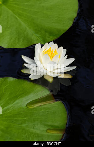 Amerikanische weiße Seerose, Nymphaea odorata, Cruickshank Heiligtum, Florida. Stockfoto