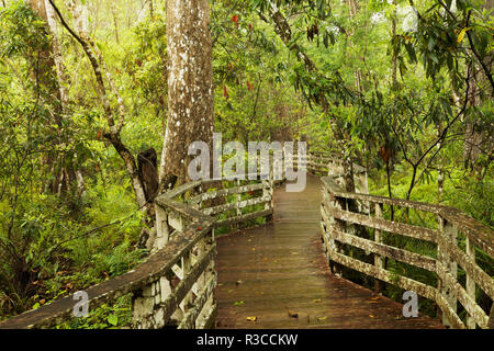 Boardwalk durch Sumpf und kahlen Zypresse, Audubon Corkscrew Swamp Sanctuary, Florida. Stockfoto