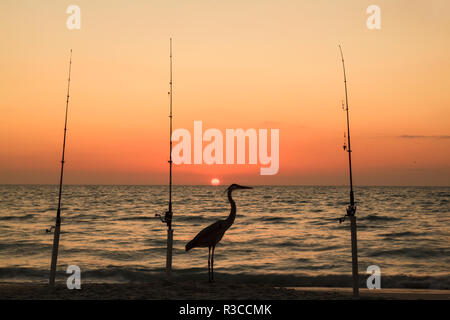 Great Blue Heron am Strand, zwischen drei Angeln bei Sonnenuntergang Silhouette, Boca Grande, Florida. Stockfoto