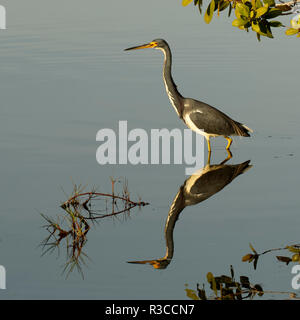 Dreifarbige Reiher oder Louisiana Reiher und Reflexion, Egretta tricolor, Merritt Island National Wildlife Refuge, Florida. Stockfoto