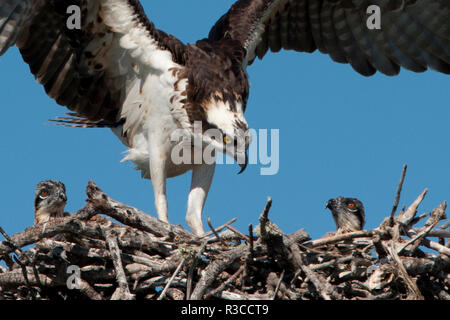 USA, Florida, Sanibel Island, Ding Darling NWR, Osprey Nest mit Erwachsenen und zwei Babys Stockfoto