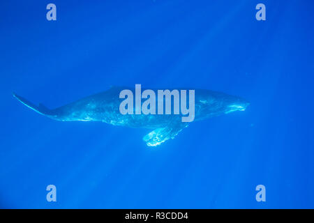 Big Island, Hawaii, USA. Buckelwale unter Wasser. Stockfoto