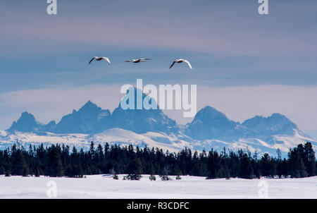 Trompeter Schwäne auf dem Harriman Ranch in Idaho mit den Teton Bergen im Hintergrund Stockfoto