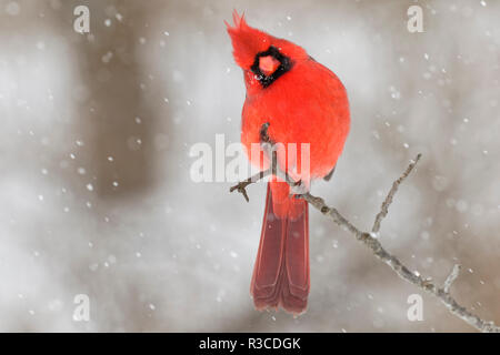 Männliche nördlichen Kardinal im Schnee, Kentucky Stockfoto