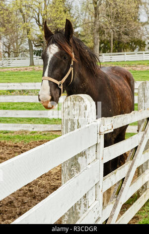 Arbeit Pferd, Shaker Village von Pleasant Hill, Harrodsburg, Kentucky Stockfoto