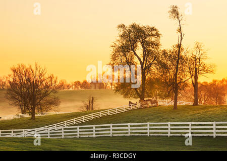 Pferde bei Sonnenaufgang, Shaker Village von Pleasant Hill, Harrodsburg, Kentucky Stockfoto