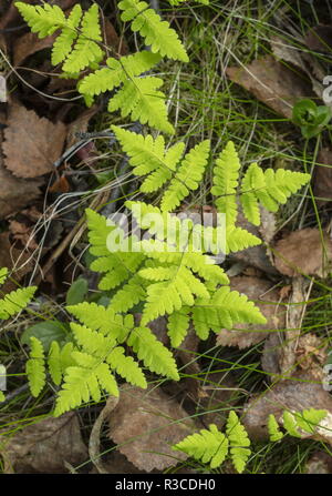 Eiche, Farn, Gymnocarpium dryopteris Wedel in den Wald. Stockfoto