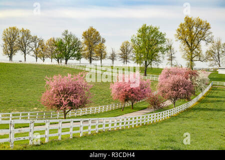 Bäume blühen im Frühling, Manchester Horse Farm, Lexington, Kentucky (Editorial nur verwenden) Stockfoto