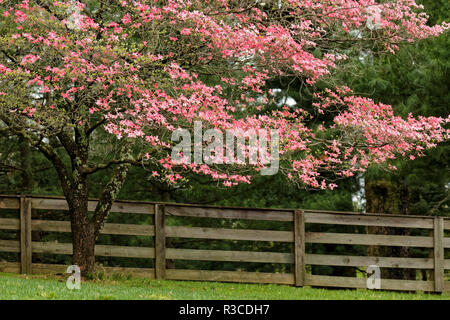 Rosa Hartriegelbaum in voller Blüte entlang Holzzaun, Kentucky Stockfoto