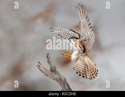 Weibliche Amerikanische kestrel Landung, Louisville, Kentucky, Falco sparverius Stockfoto
