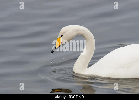 Singschwan, Welney Stockfoto