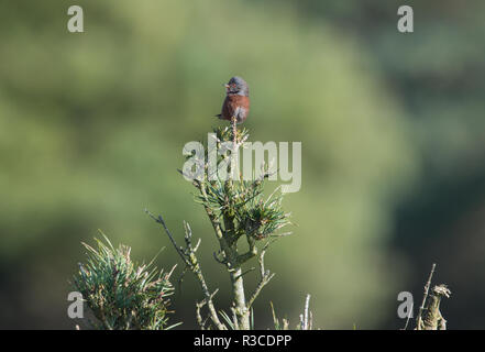 Dartford Warbler, Dunwich Heath, Suffolk Stockfoto