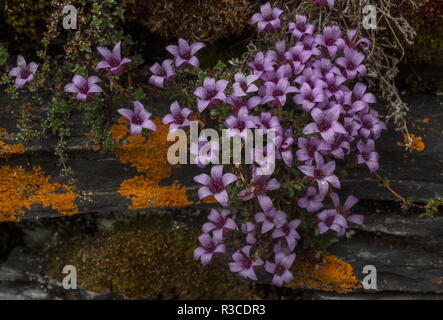 Lila, steinbrech Saxifraga oppositifolia in Blüte auf feuchten Felsen, Abisko, arktischen Schweden. Stockfoto