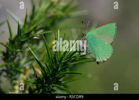 Green Hairstreak Schmetterling, Dartmoor Stockfoto