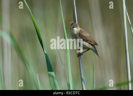 Teichrohrsänger, Frampton Marsh, Lincolnshire Stockfoto