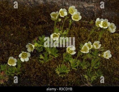 Getuftet, steinbrech Saxifraga cespitosa in Blüte. Sehr selten in Großbritannien. Stockfoto