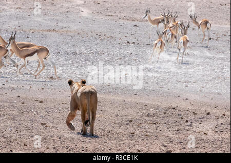 Lion hunting Afrika - Ein erwachsener Löwin Jagd Springbock, Rückansicht, in Etosha National Park, Namibia, Afrika Stockfoto