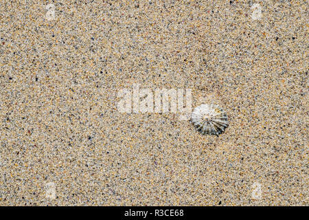 Shell auf dem oldshoremore Sand Strand, Schottland Stockfoto