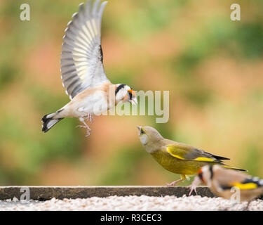 Stieglitz (Carduelis carduelis) Streitereien mit einem grünfink (Carduelis chloris) an ein Vogel Tabelle Stockfoto