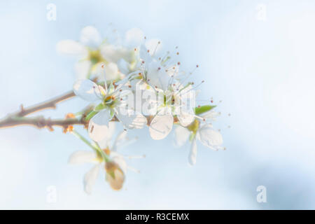 Frühlings Kirschblüte in Großbritannien Obstgarten. Zweig mit zarten weißen Blüten gegen verwackelte blauer Himmel. Hell, ruhig und verträumt florale Komposition. Natur UK. Stockfoto