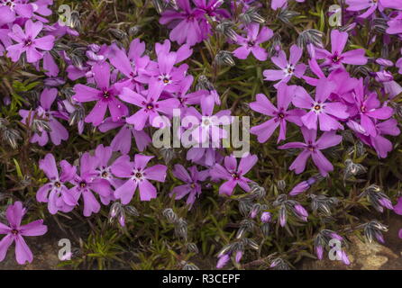 Kriechenden Phlox, Phlox subulata, in Blüte. Zentral USA. Stockfoto