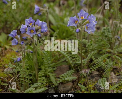 Northern Jacob's-ladder, Polemonium boreale, Blume, Arktis Europa. Stockfoto