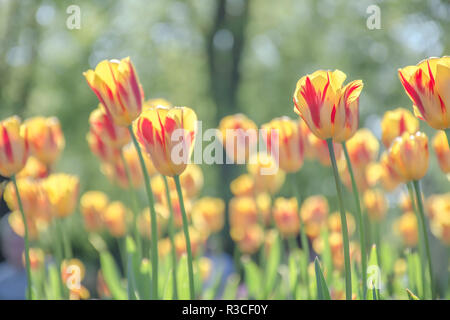 Gelbe Tulpe Blüten mit roten Streifen auf Blumenbeet in Großbritannien Park Garten auf sonniger Frühlingstag. Helle und weiche Bild mit verschwommen grünen Hintergrund. Stockfoto