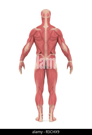 Männliche Muskulatur isoliert Stockfoto