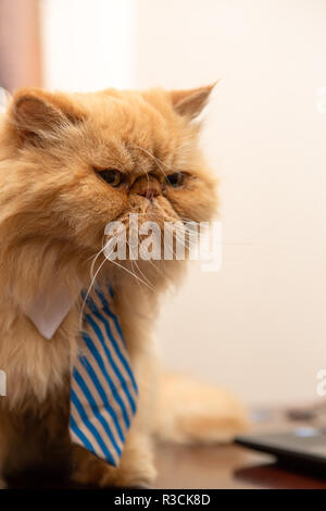 Foto von exotischen Katze mit gestreifter Krawatte auf leeren Hintergrund Stockfoto