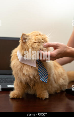 Foto von exotischen Katze in gestreifte Krawatte und des Menschen Hände Stockfoto
