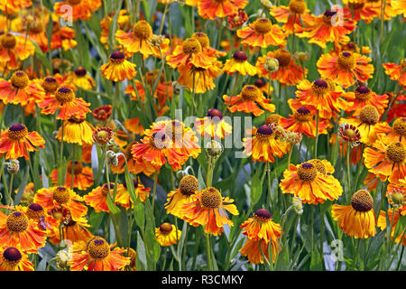 Sneezeweed helenium in Orange- und Rottönen Stockfoto