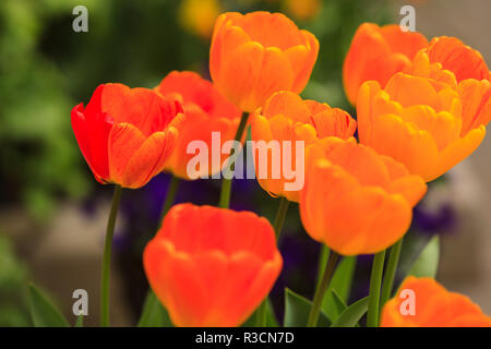 Frühling Blumen, Butchart Gardens, Saanich Peninsula, Victoria, British Columbia, Kanada Stockfoto