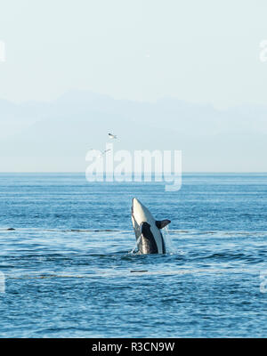 Verstoß gegen Orca (Orcinus orca) an der Grenze, Grenze zwischen British Columbia Gulf Islands Kanada und San Juan Inseln, WA Stockfoto