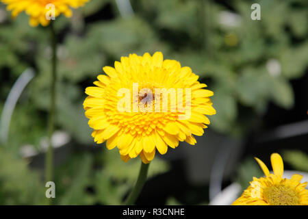 Gelbe Gerbera Daisy im Wilden Gärten Stockfoto