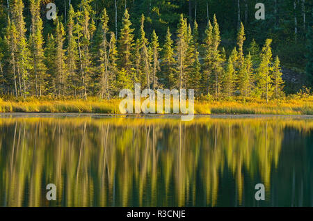Kanada, Manitoba, Whiteshell Provincial Park. Immergrüne Bäume im Seerosenteich wider. Stockfoto