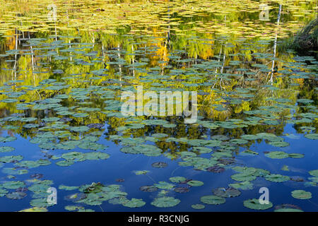 Kanada, Manitoba, Whiteshell Provincial Park. Seerosen im Teich. Stockfoto