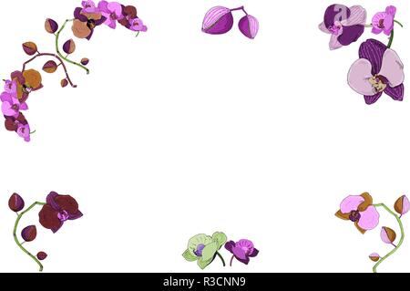 Hand gezeichnet von orchid Zweige, Blüten, Knospen. Vintage botanischen Abbildung von Phalaenopsis tropische Pflanze Stammzellen isoliert auf dem weißen backgroun Stock Vektor