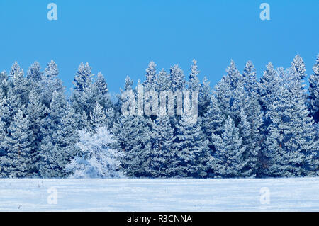 Kanada, Manitoba, Birds Hill Provincial Park. Raureif auf Winter Forest. Stockfoto