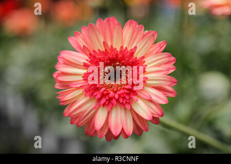 Rosa Gerbera Daisy im Wilden Gärten Stockfoto