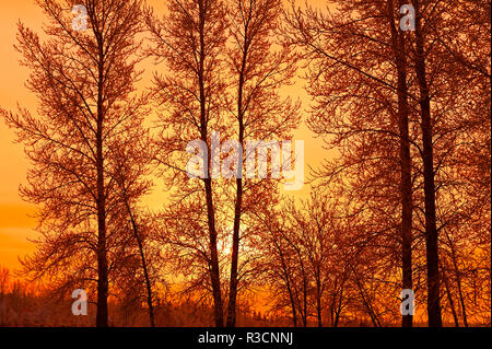 Kanada, Manitoba, Birds Hill Provincial Park. Baum Silhouetten bei Sonnenaufgang. Stockfoto