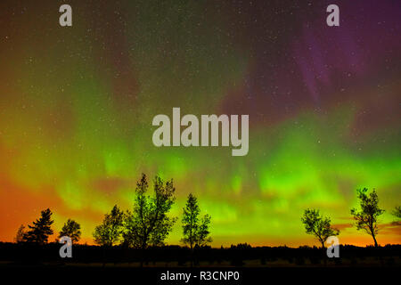 Kanada, Manitoba, Birds Hill Provincial Park. Northern Lights und Baum Silhouetten. Stockfoto