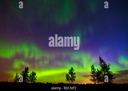 Kanada, Manitoba, Birds Hill Provincial Park. Northern Lights und Baum Silhouetten. Stockfoto