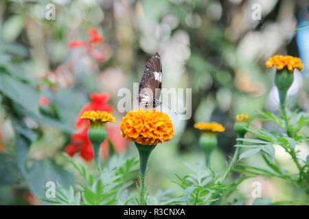 Schmetterling auf Orange Blume Stockfoto