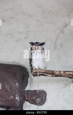 Gesperrt Malay Eagle Owl Stockfoto