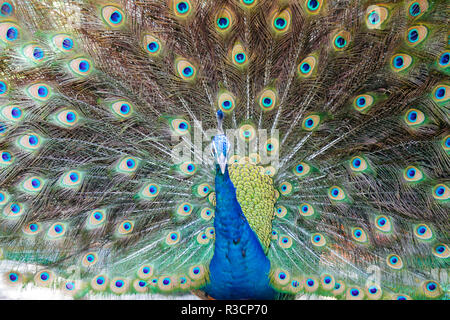 Peacock seine Federn anzeigen Stockfoto