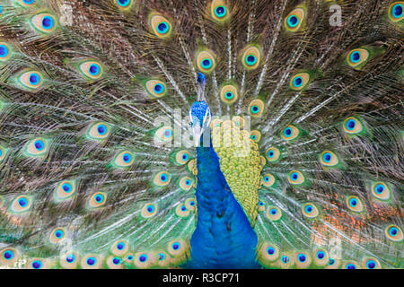 Peacock Angeberei seine Federn Stockfoto