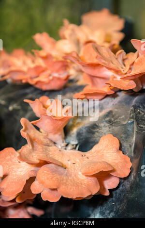 Pilze, Pilz, Museum, Saumur, Loire Tal, Frankreich Stockfoto